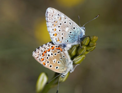 Le Causse de Campestre et Luc fin mai 2020