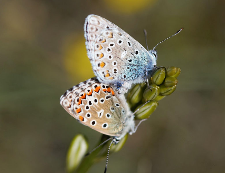 Le Causse de Campestre et Luc fin mai 2020